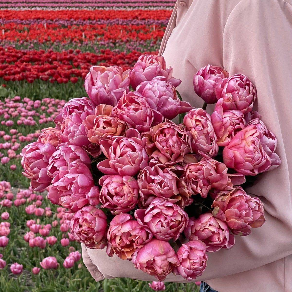 Tulipan 'Pink Star’, sen dobbel - 10 stk