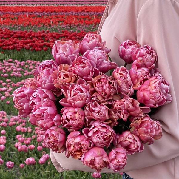 Hovedbilde Tulipan 'Pink Star’, sen dobbel - 10 stk