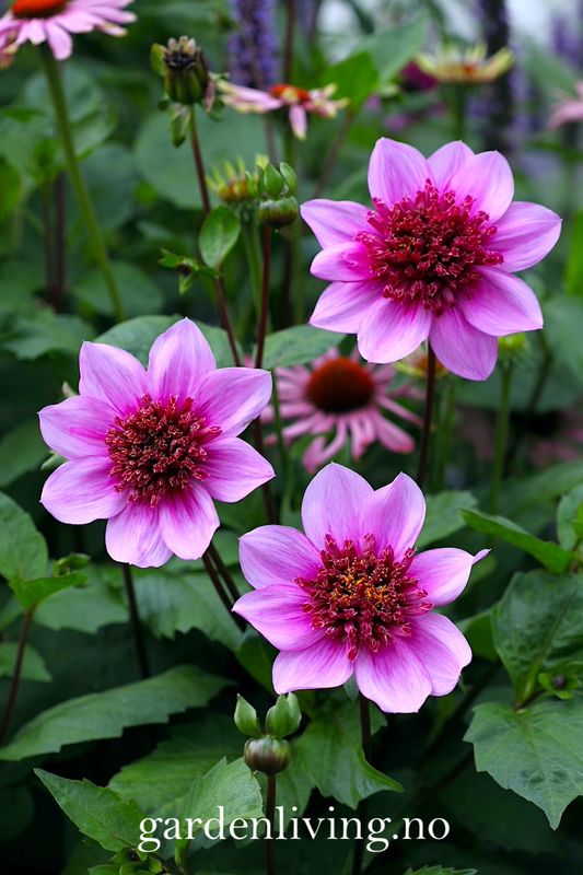 Georgine 'Blue Bayou' - Dahlia x cultorum, 1 stk.