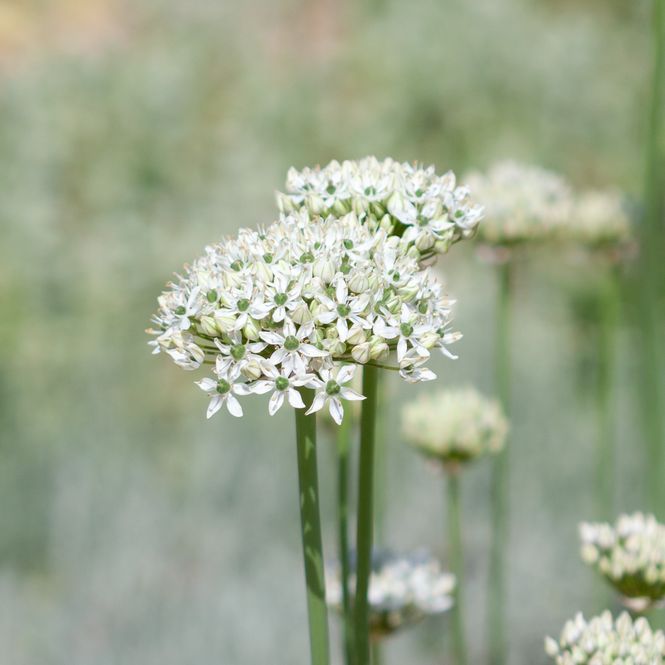 Hovedbilde Svartløk - Allium nigrum - 8 stk