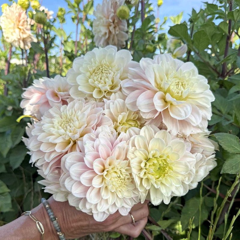 Georgine 'Sweet Nathalie' - Dahlia x cultorum, 1 stk.