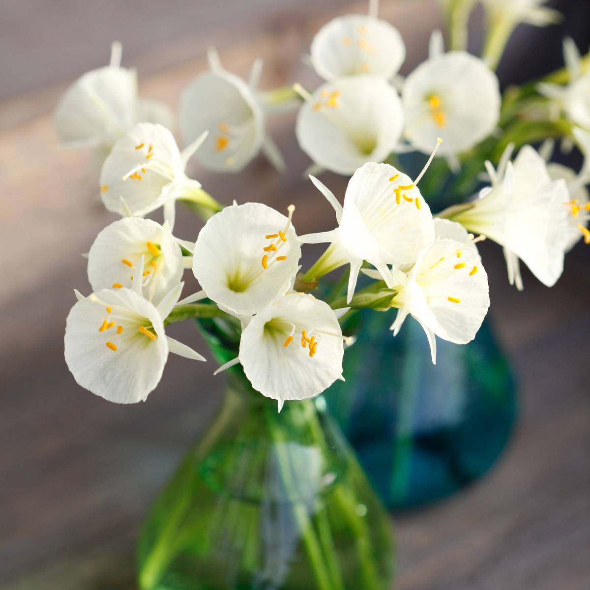 Dvergnarsiss 'White Petticoat' - Narcissus bulbocodium 5 stk