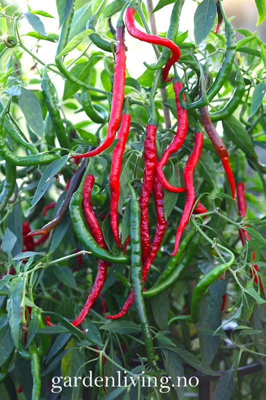 Chilipepper 'Cabe Keriting' - Capsicum annuum