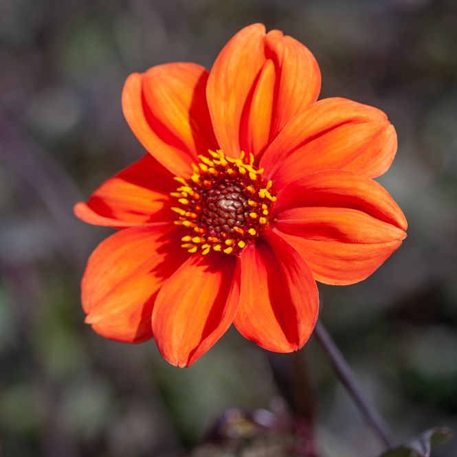 Hovedbilde Georgine 'Bishop of Oxford - Dahlia x cultorum, 1 stk.