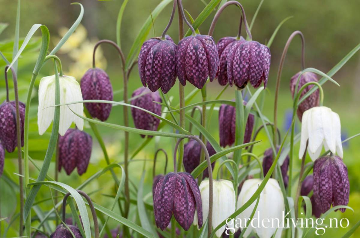 Rutelilje 'Mixed Colours' - Fritillaria meleagris - 12 stk