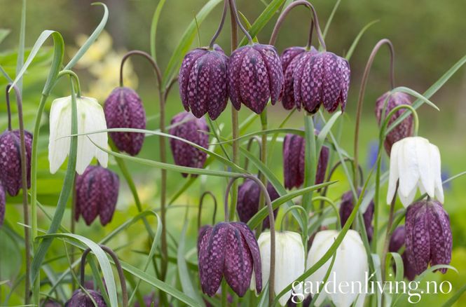 Hovedbilde Rutelilje 'Mixed Colours' - Fritillaria meleagris - 12 stk
