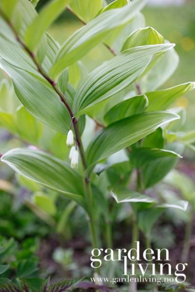 Hovedbilde Japankonvall 'Variegatum' - Polygonatum falcatum