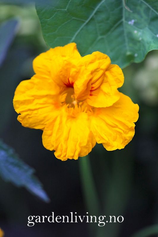 Blomkarse 'Golden Jewel’ - Tropaeolum majus