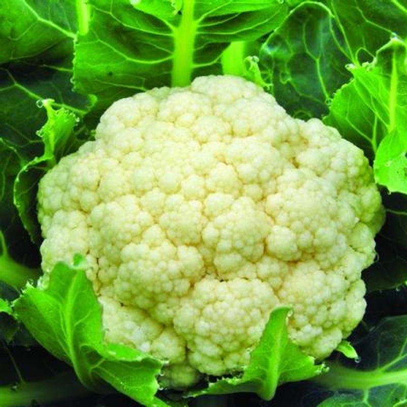 Blomkål 'Freedom' F1 - Brassica oleracea