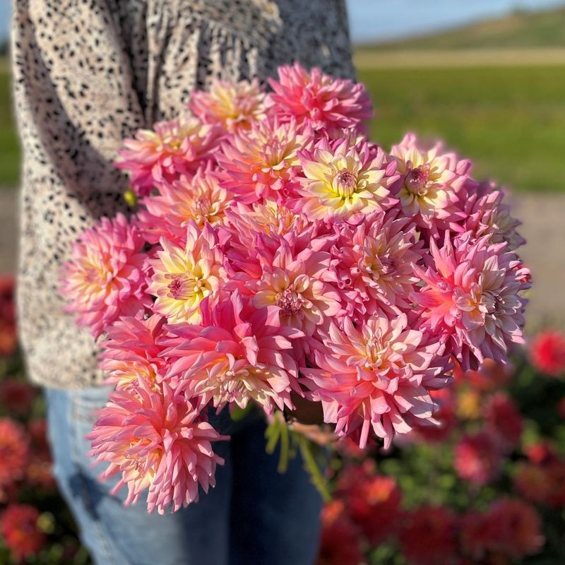 Georgine 'Felida Solar Flare' - Dahlia x cultorum, 1 stk.