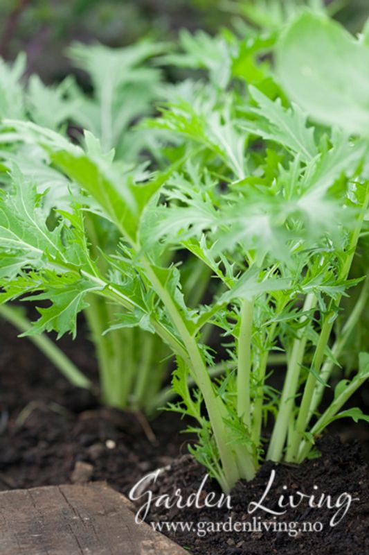 Mizuna - Brassica rapa var. nipposinica