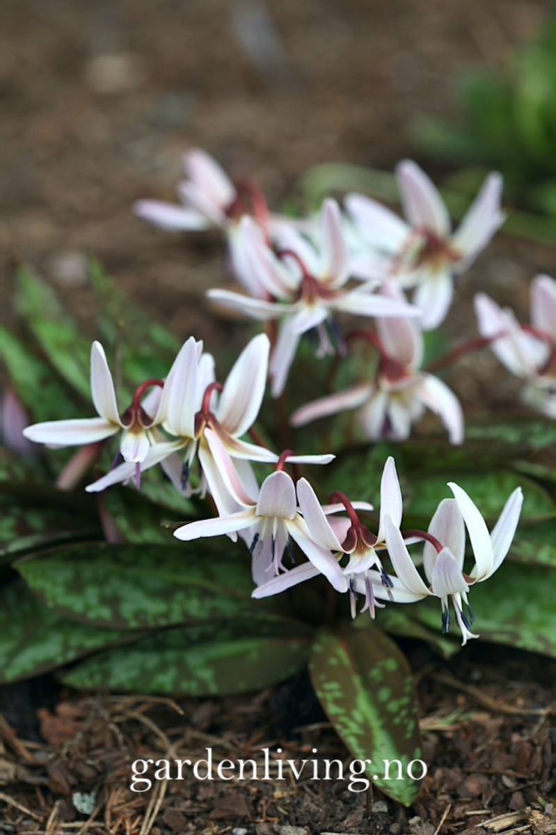 Hundetann 'Snowflake' - Erythronium dens-cans  - 1 stk 