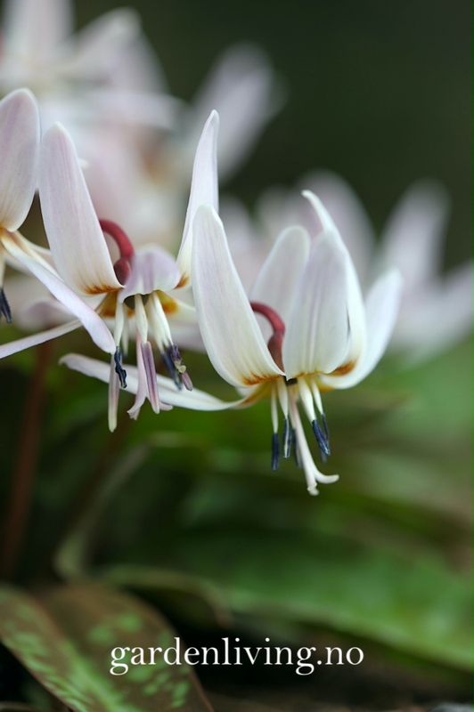 Hundetann 'Snowflake' - Erythronium dens-cans  - 1 stk 