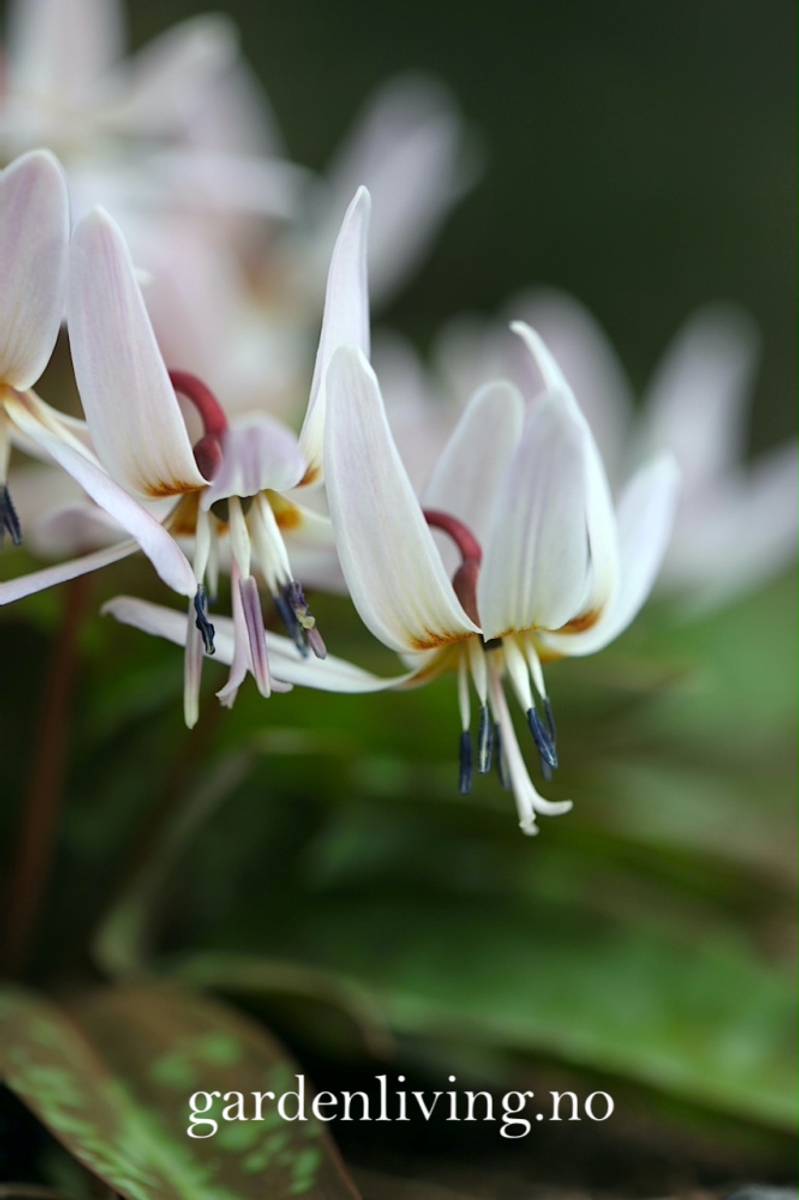 Hundetann 'Snowflake' - Erythronium dens-cans  - 1 stk 