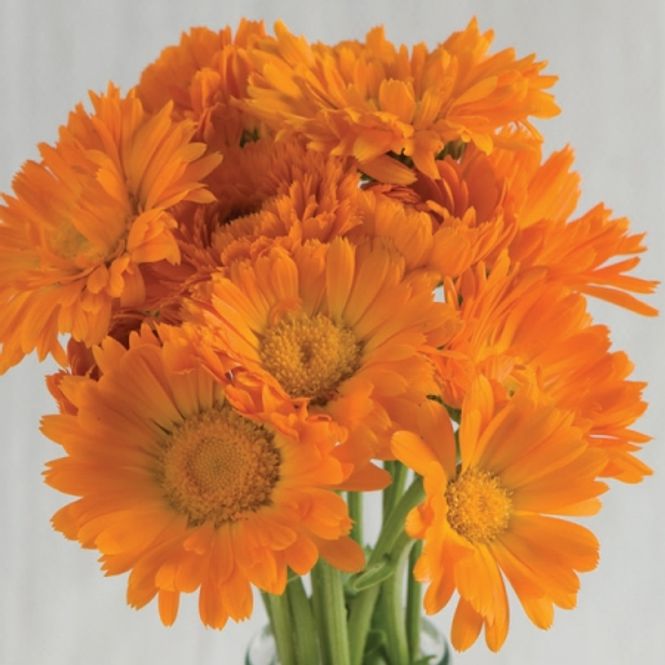 Hovedbilde Ringblomst 'Alpha' - Calendula officinalis
