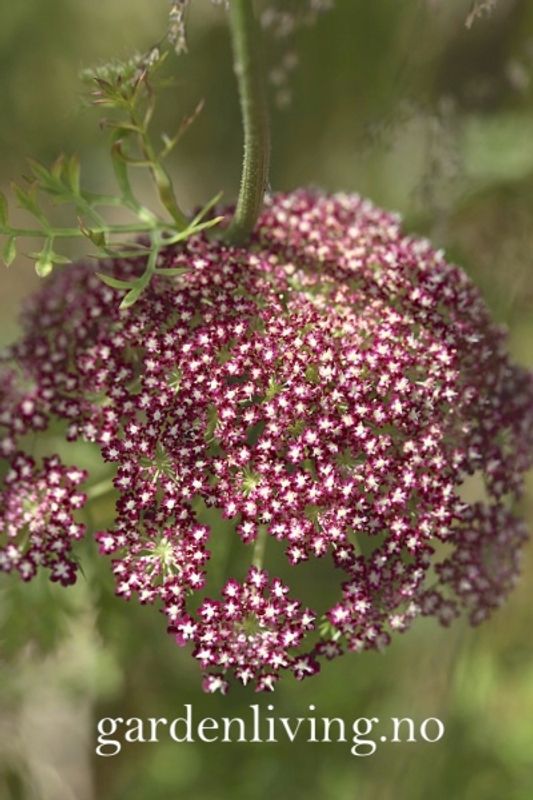 Prydgulrot 'Dara' - Daucus carota