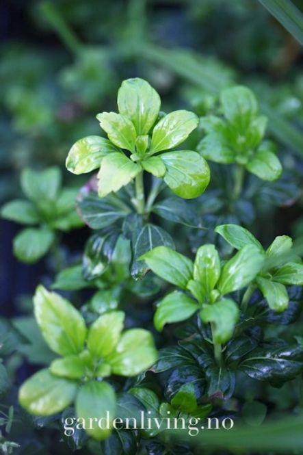 Hovedbilde Vinterglans 'Green Sheen' - Pachysandra terminalis 