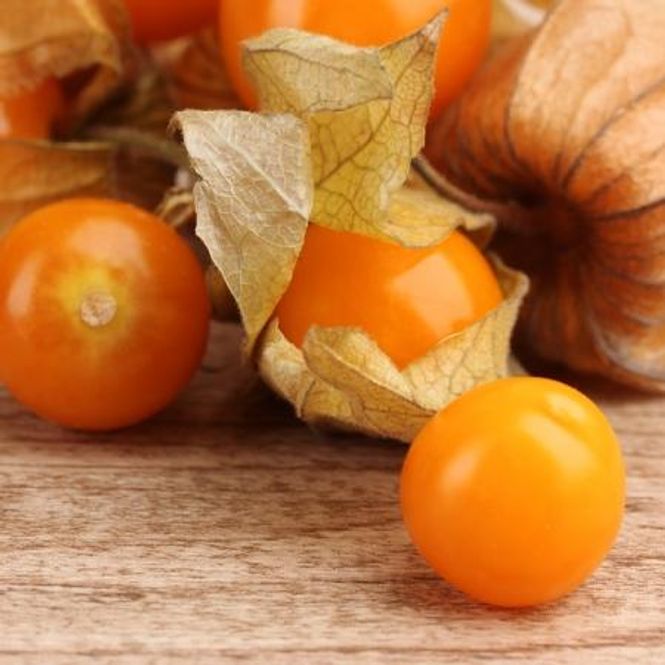 Hovedbilde Dverglykt 'Aunt Molly's Ground Cherry' - Physalis pruinosa