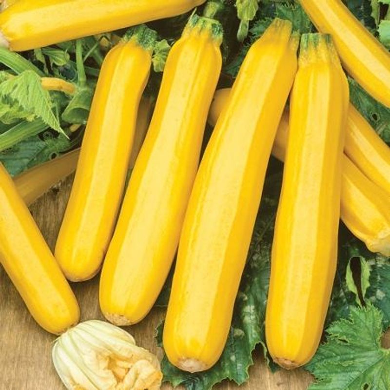 Squash 'Orelia' F1 - Cucurbita pepo