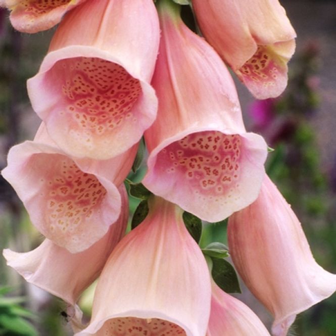 Hovedbilde Revebjelle 'Apricot' - Digitalis purpurea