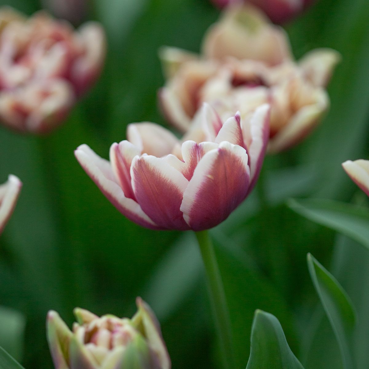 Tulipan 'Wyndham', Sen dobbel' - 7 stk