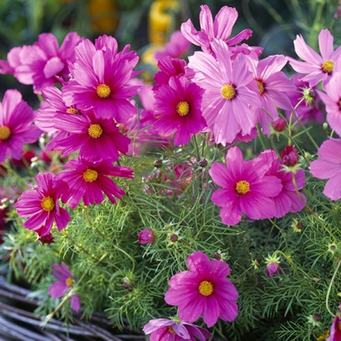 Hovedbilde Pyntekorg 'Sonata Pink' - Cosmos bipinnatus