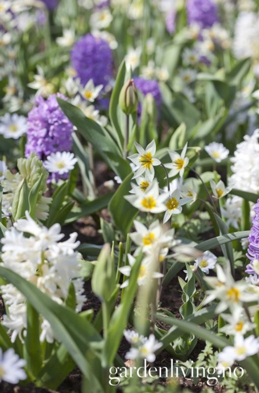 Turkestantulipan - Tulipa turkestanica - 10 stk