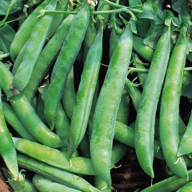 Hovedbilde Margert 'Kelvedon Wonder' - Pisum sativum