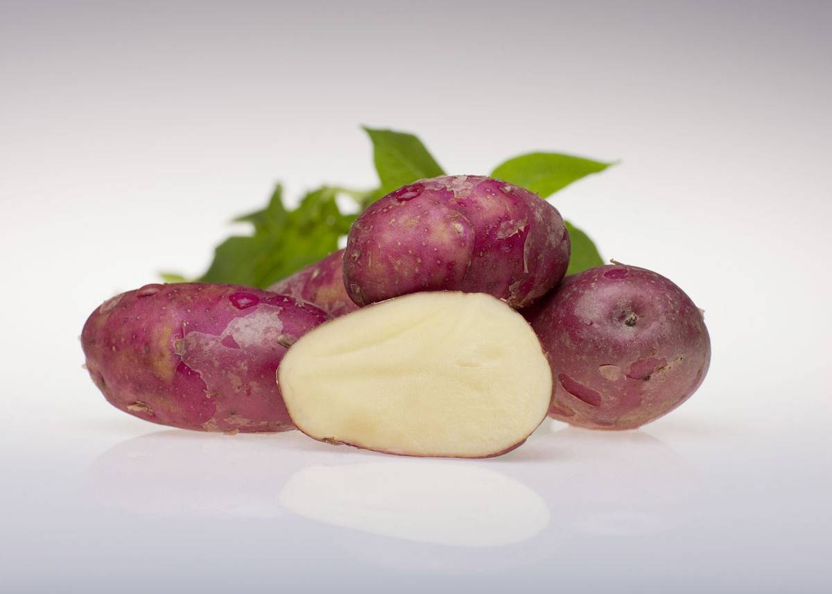 Settepotet, sen 'Pimpernel' 1 kg