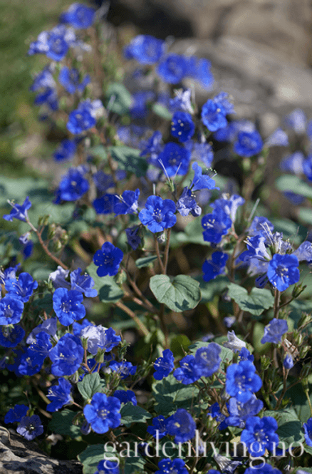 Hovedbilde Klokkehonningurt - Phacelia campanularia