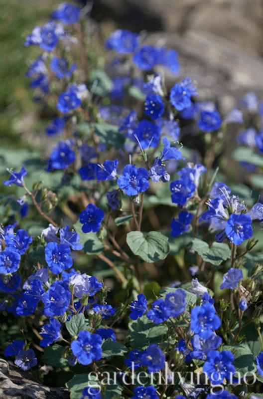 Klokkehonningurt - Phacelia campanularia