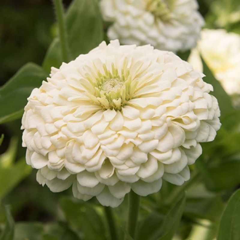 Sinnia 'Benary's Giant White' - Zinnia elegans