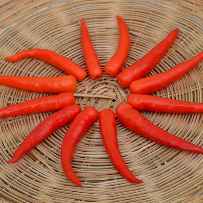 Hovedbilde Chilipepper 'Lancer'  F1 - Capsicum frutescens x annuum 