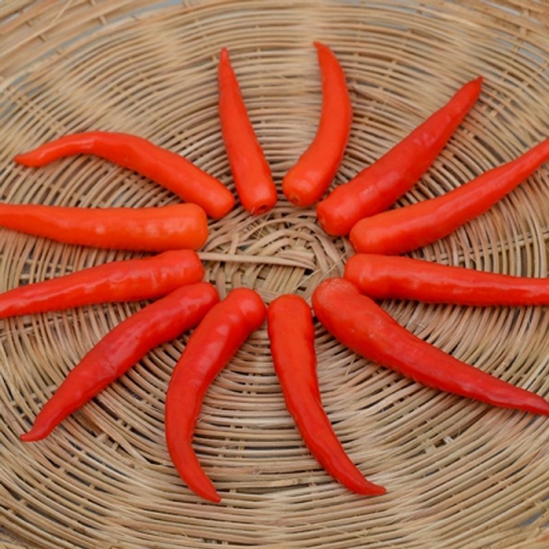 Chilipepper 'Lancer'  F1 - Capsicum frutescens x annuum 