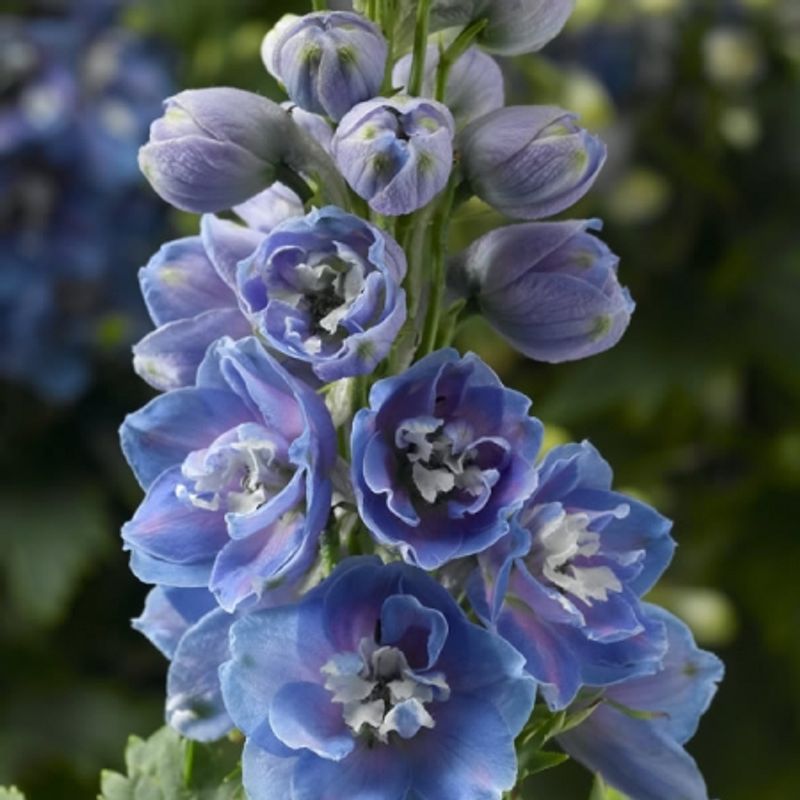Ridderspore 'Delphina Light Blue' - Delphinium 