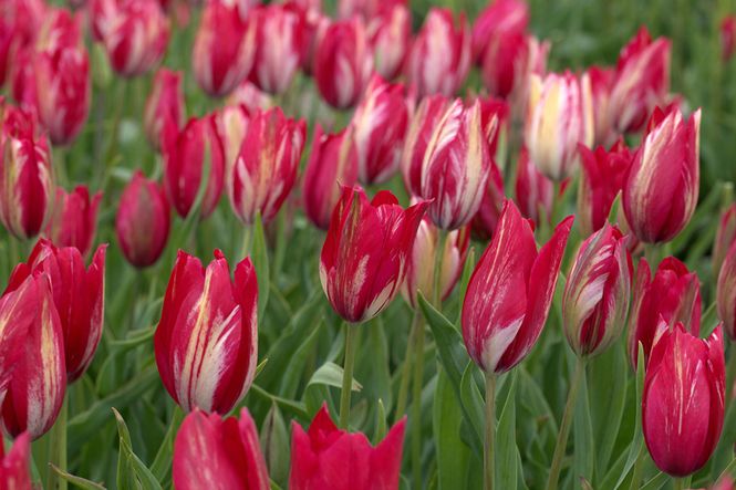 Hovedbilde Historisk tulipan 'Bridesmaid' Broken - Tulipa - 1 stk 