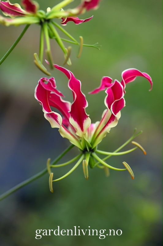 Klatrelilje 'Rothchildiana' - Gloriosa superba, 1 stk.