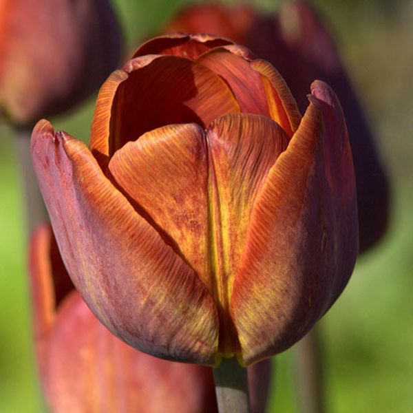 Hovedbilde Historisk Tulipan 'James Wild - Tulipa - 1 stk 
