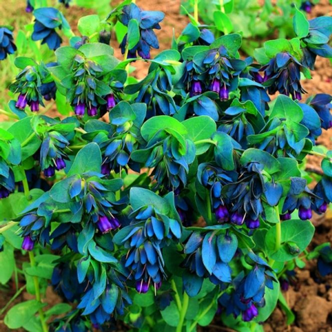 Hovedbilde Storvoksurt Purple Belle - Cerinthe major 