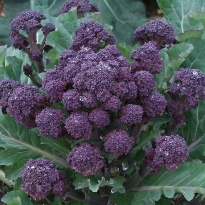 Hovedbilde Brokali 'Red Fire' F1 - Brassica oleracea var. italica