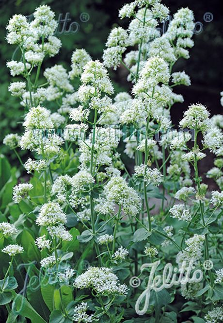 Hovedbilde Rød sporeblom 'Albus' - Centranthus ruber