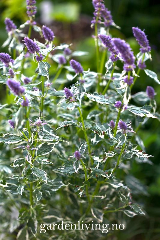 Anisisop 'Crazy Fortune' - Agastache foeniculum