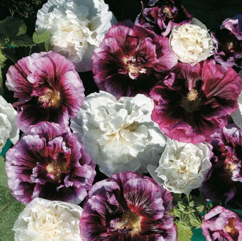 Stokkrose 'Blackberry Ripple' - Alcea rosea