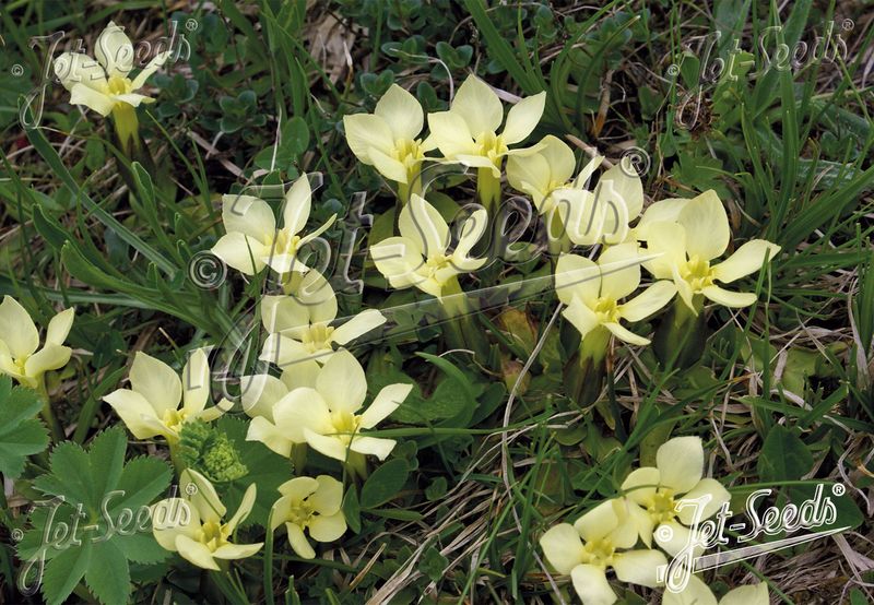 Gentiana oschtenica