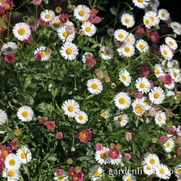 Hovedbilde Sommerbakkestjerne 'Profusion' - Erigeron karvinskianus 