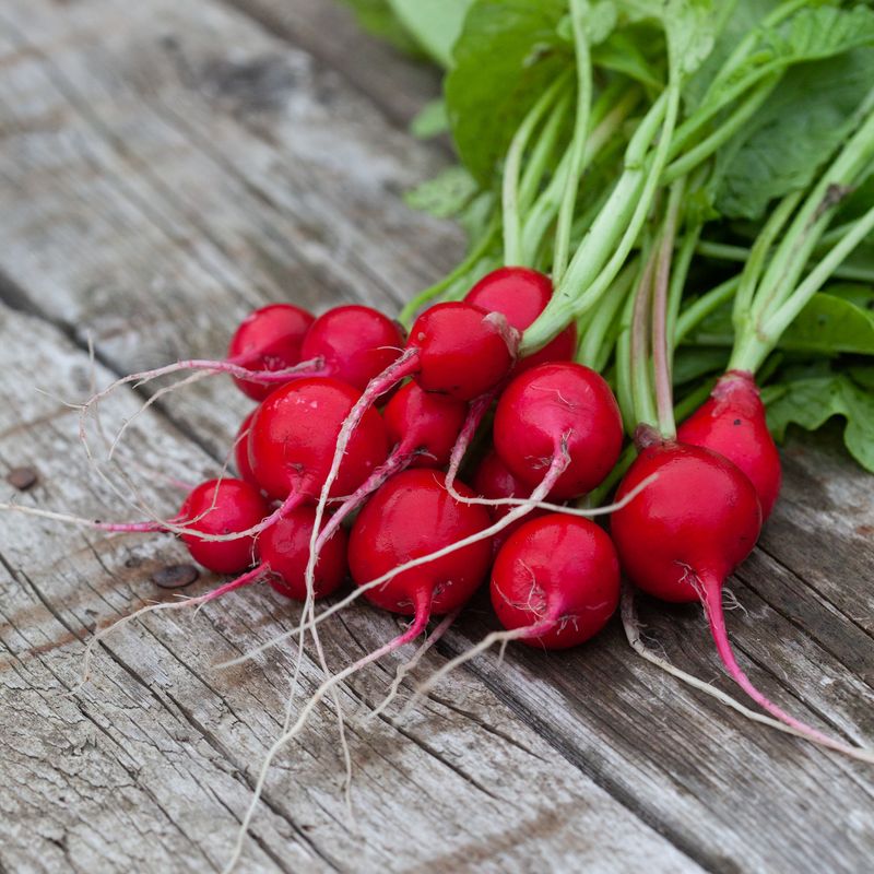 Reddik 'Cherry Belle' - Raphanus sativus