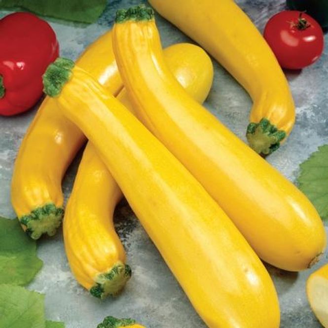 Hovedbilde Squash 'Soleil F1 - Cucurbita pepo 