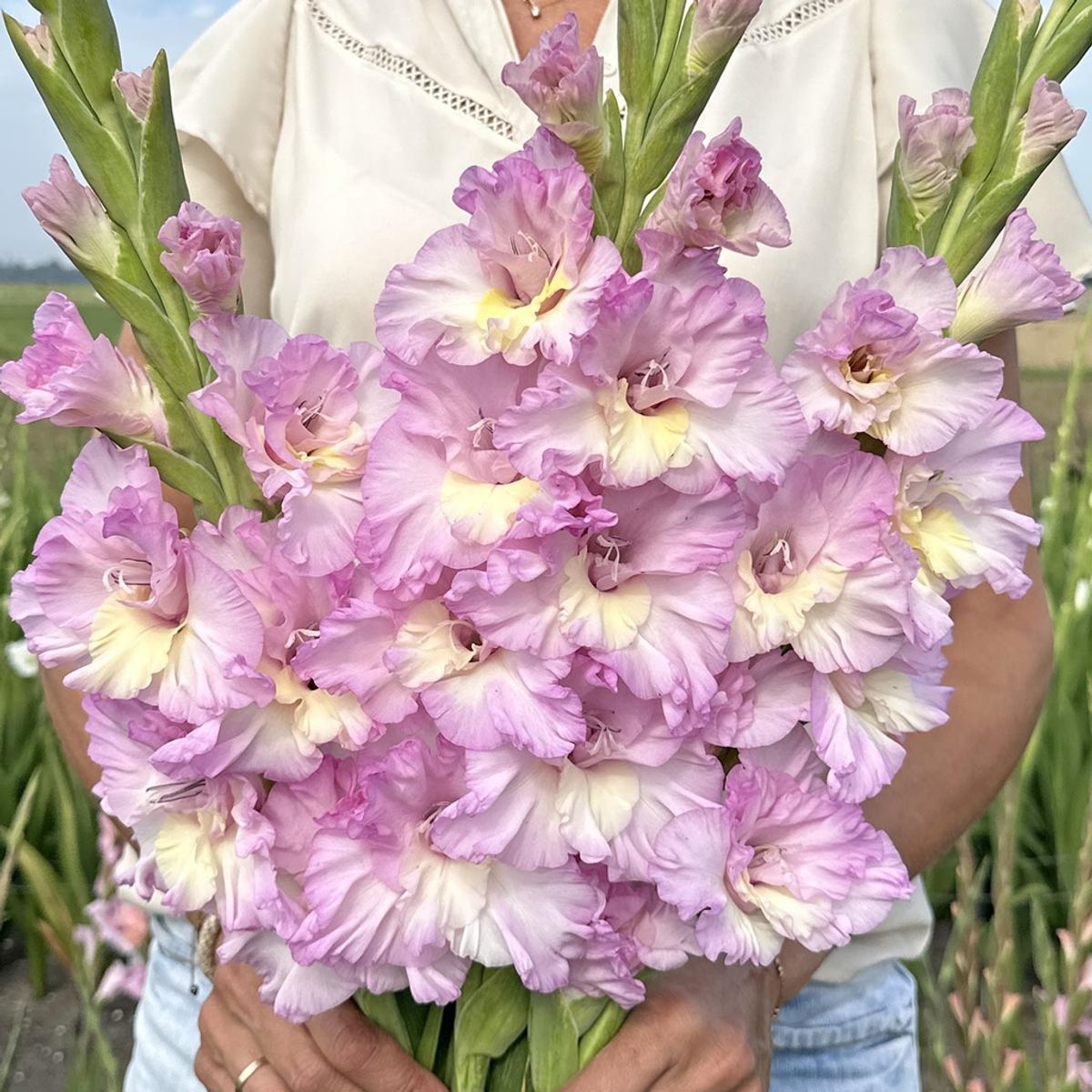 Gladiol 'Magenta Princess' - Gladiolus, 10 stk.