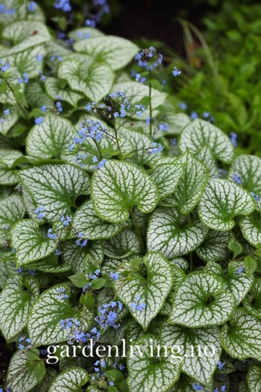 Forglemmegeisøster ’Jack Frost’ - Brunnera macrophylla