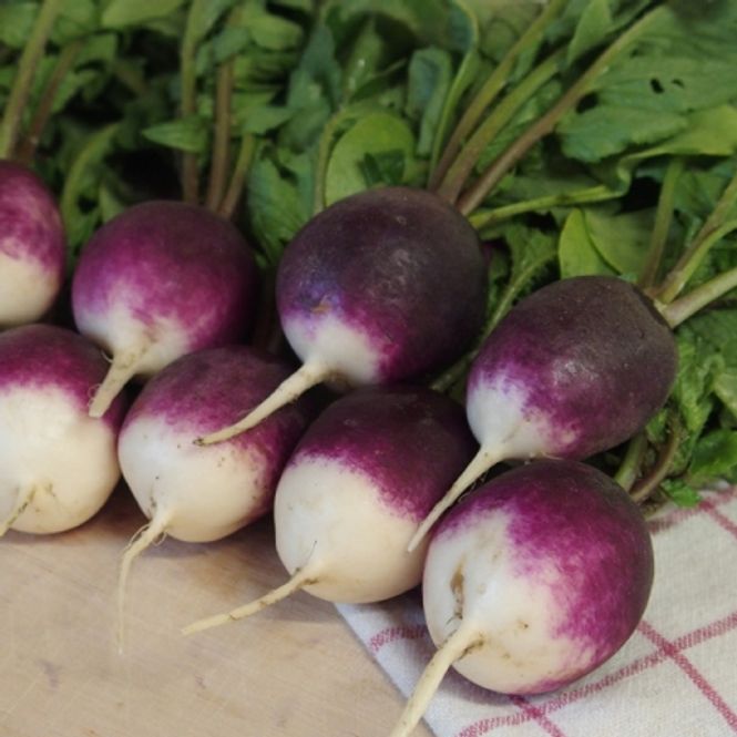 Hovedbilde Reddik 'Diana’ - Raphanus sativus